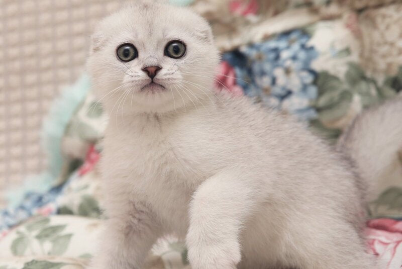 Filrt Scottish Fold male, black silver shaded
