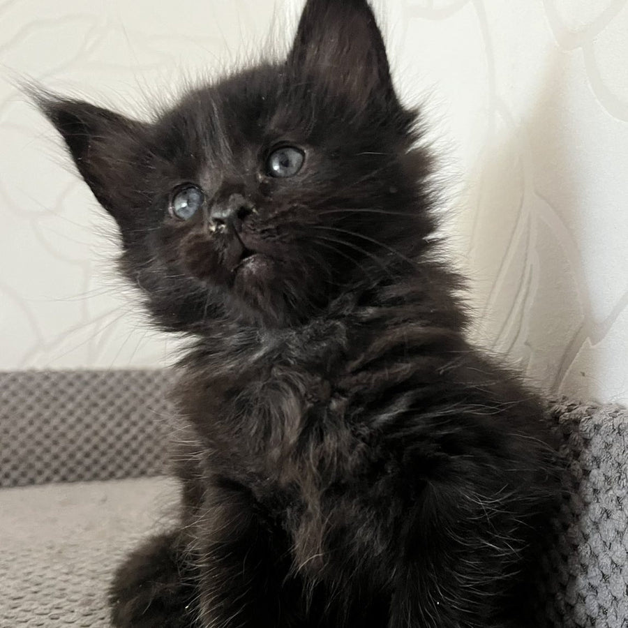 Jasmine Maine Coon female, black
