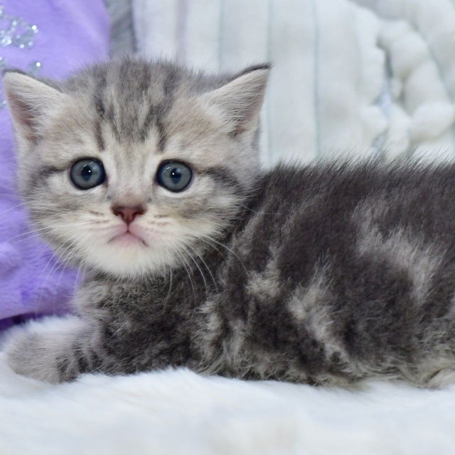 Luna Scottish Straight female, blue tabby