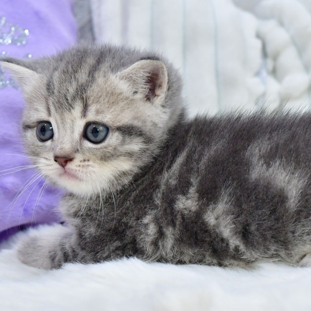 Luna Scottish Straight female, blue tabby