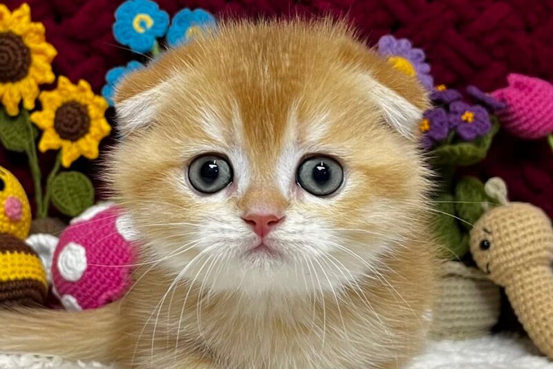 Buddy Scottish Fold male, black golden chinchilla