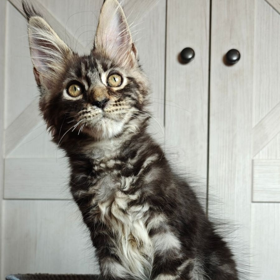 Zorro Maine Coon polydactyl 6x6x6x6 male, black silver tabby