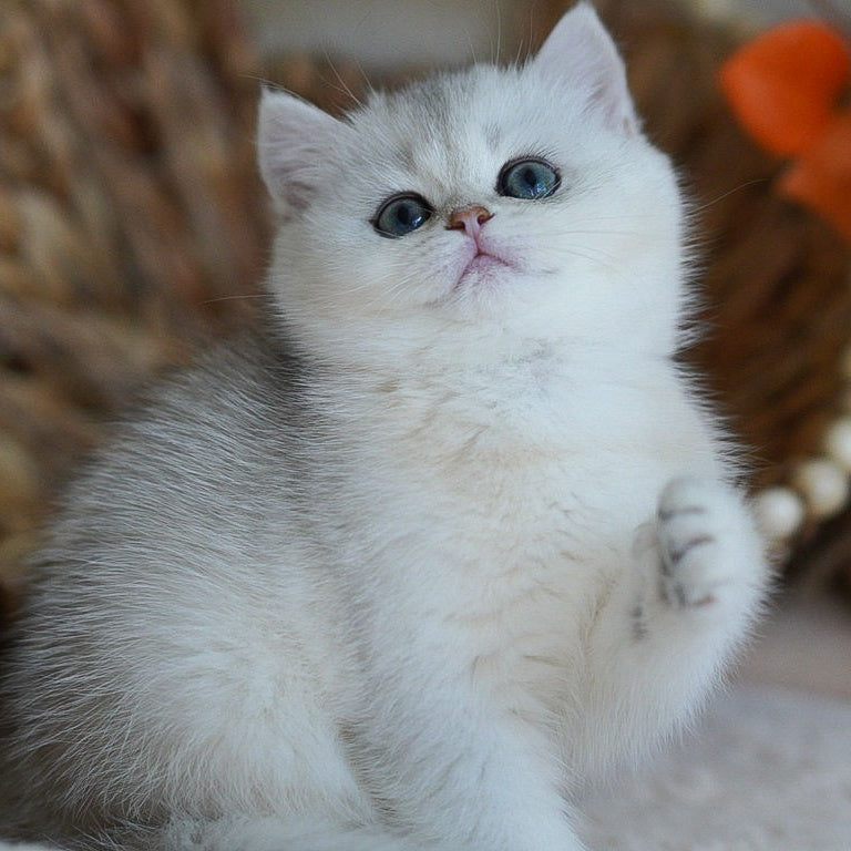 Cindy British Shorthair female, black silver shaded