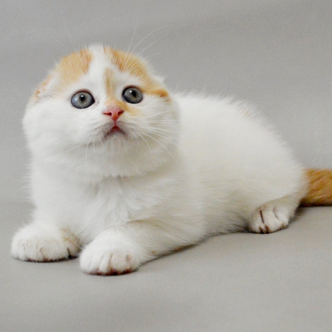 Xanthe Scottish Fold female, red silver tabby van