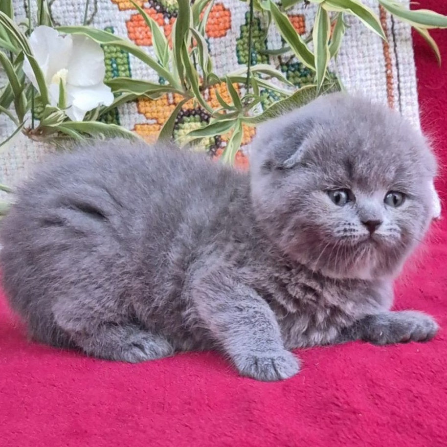 Lexi Scottish Fold female, blue