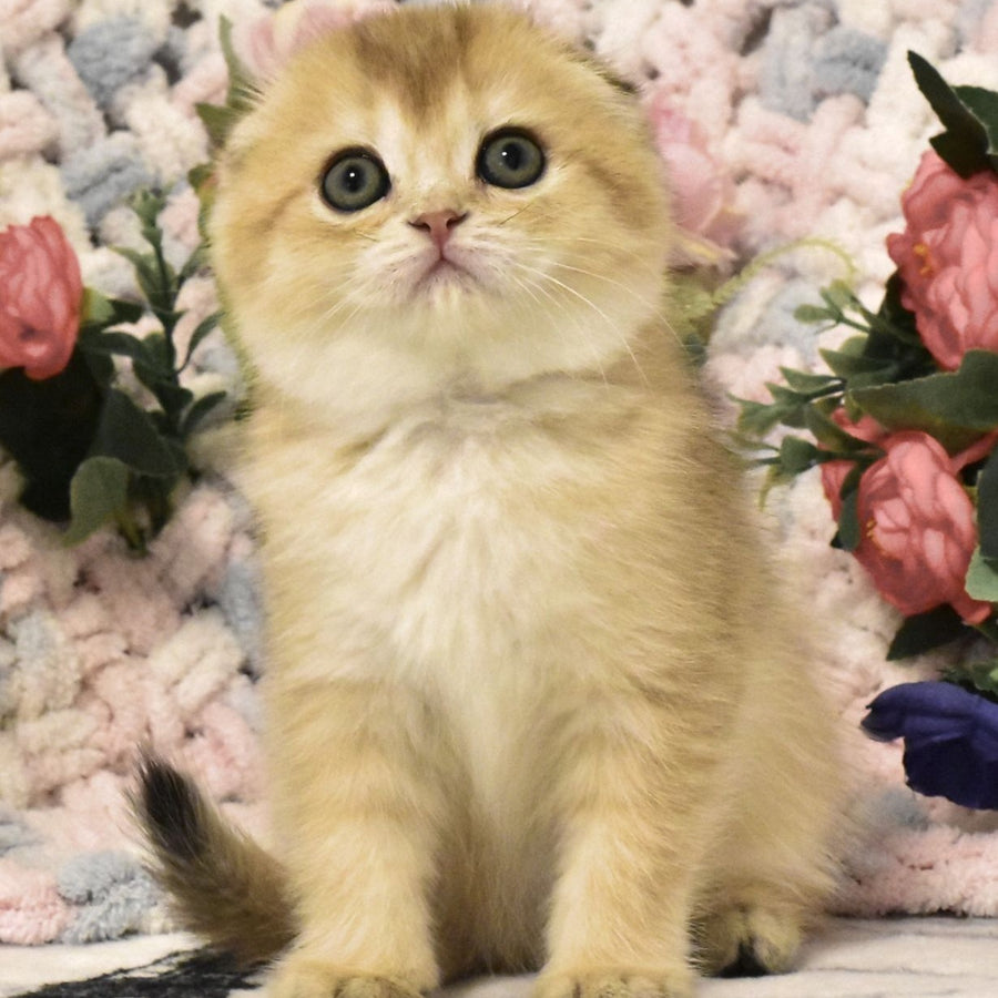 Bonya Scottish Fold female, black golden shaded