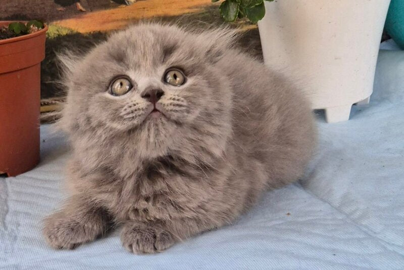 Erik Scottish Fold male, blue