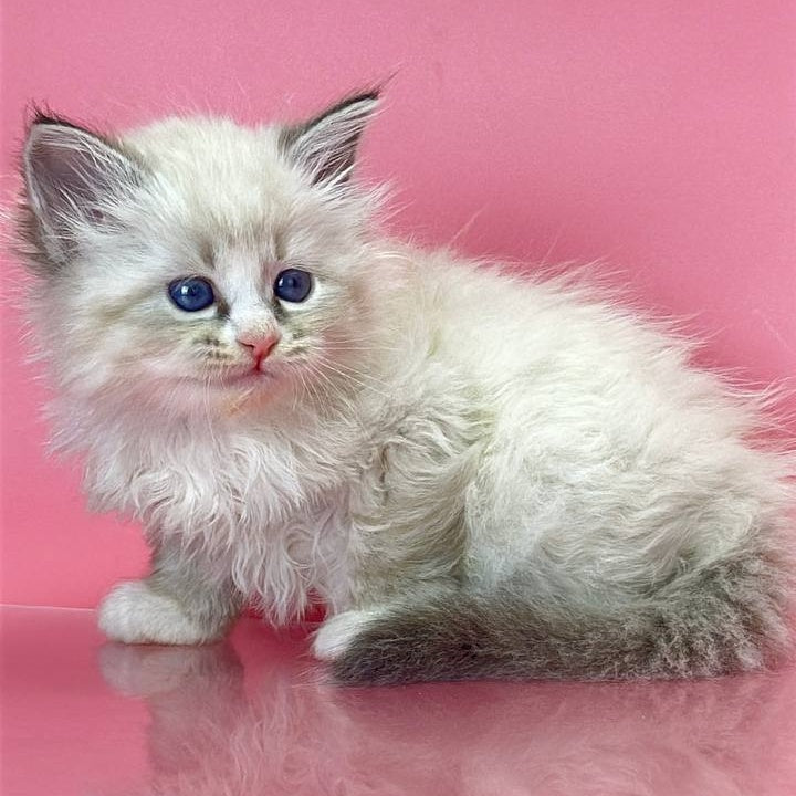 Aurelia Siberian female, seal tabby pointed