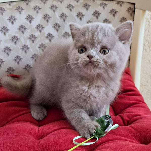 Fann Scottish Straight male, lilac
