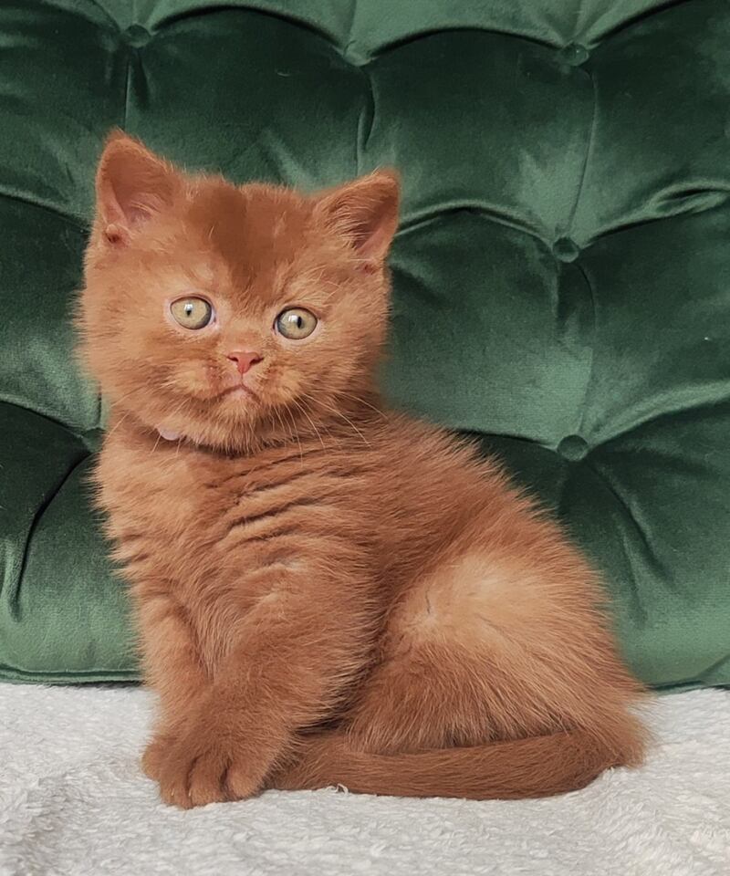 Umi British Shorthair male cinnamon - live animals