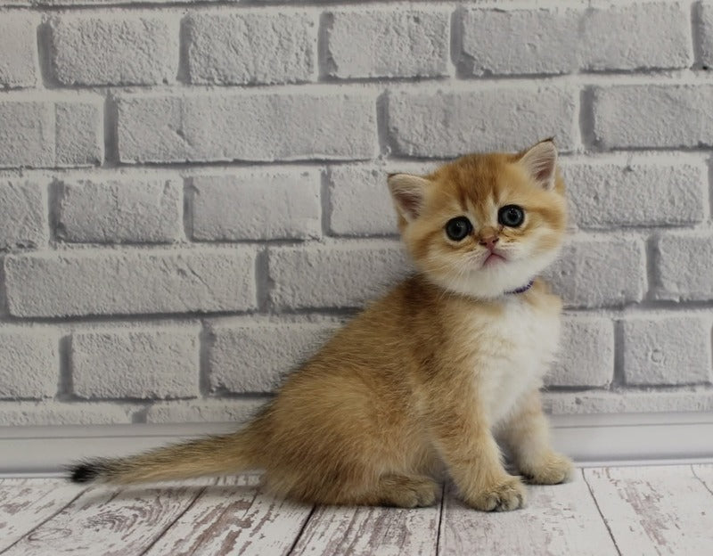 Garold Scottish Straight male, black golden ticked tabby