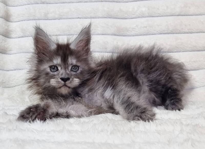 Raven Maine Coon male black silver live animals