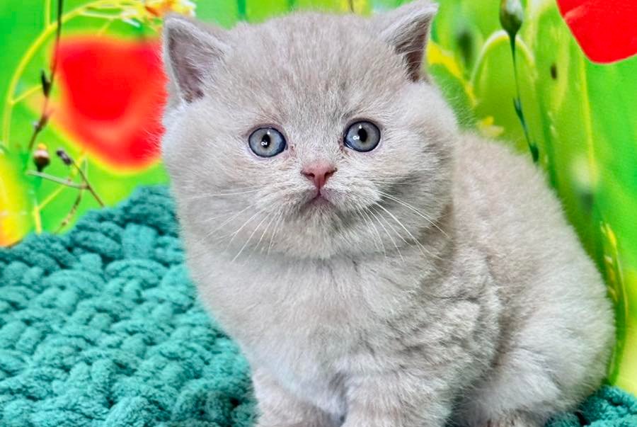 Erika British Shorthair female fawn - live animals