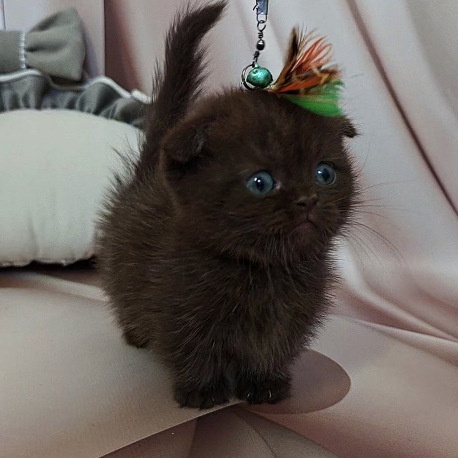 Atlas Munchkin male, black