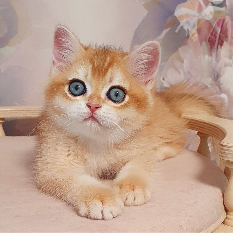 Wasilisa British Shorthair female, black golden chinchilla