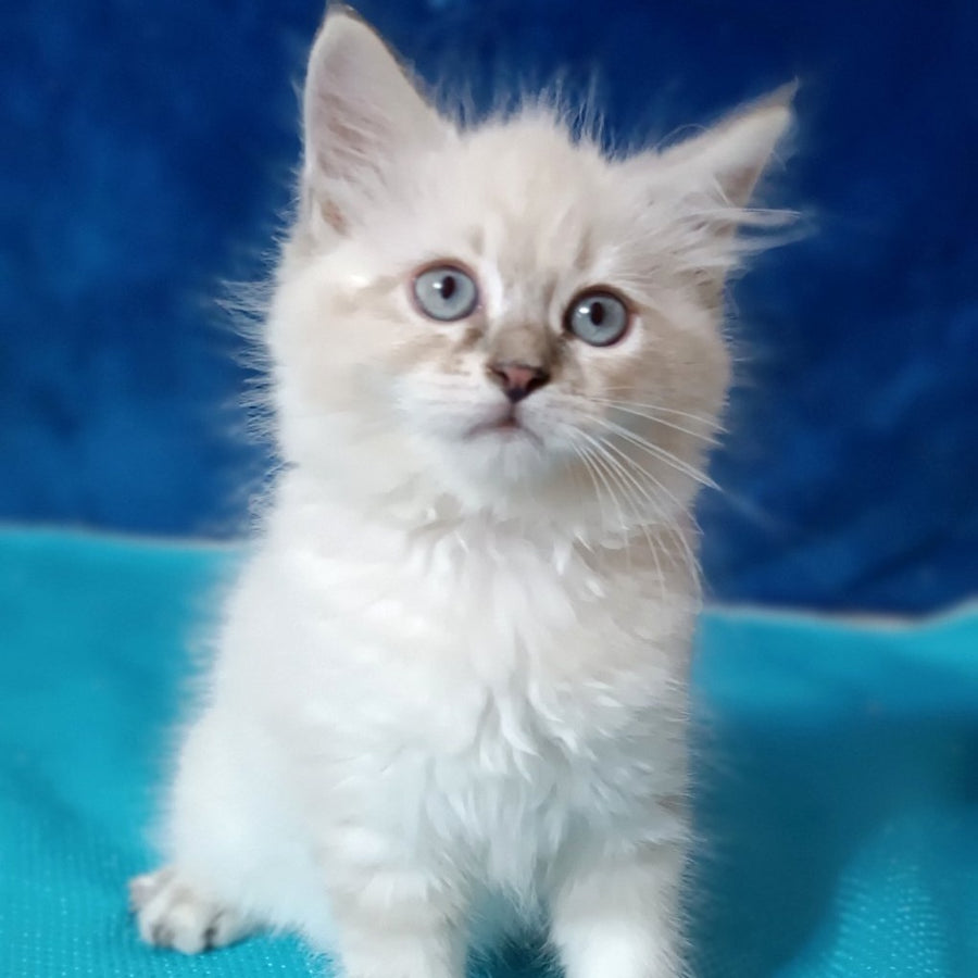 Duncan Siberian male, blue tabby pointed