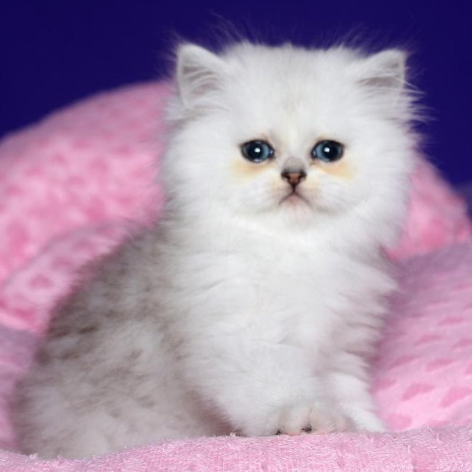 Harry Persian male, black silver shaded