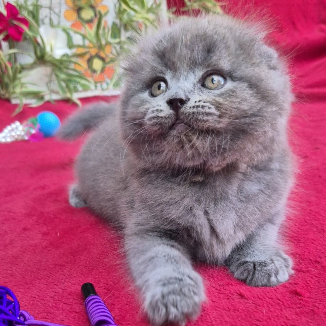 Max Scottish Fold male, blue
