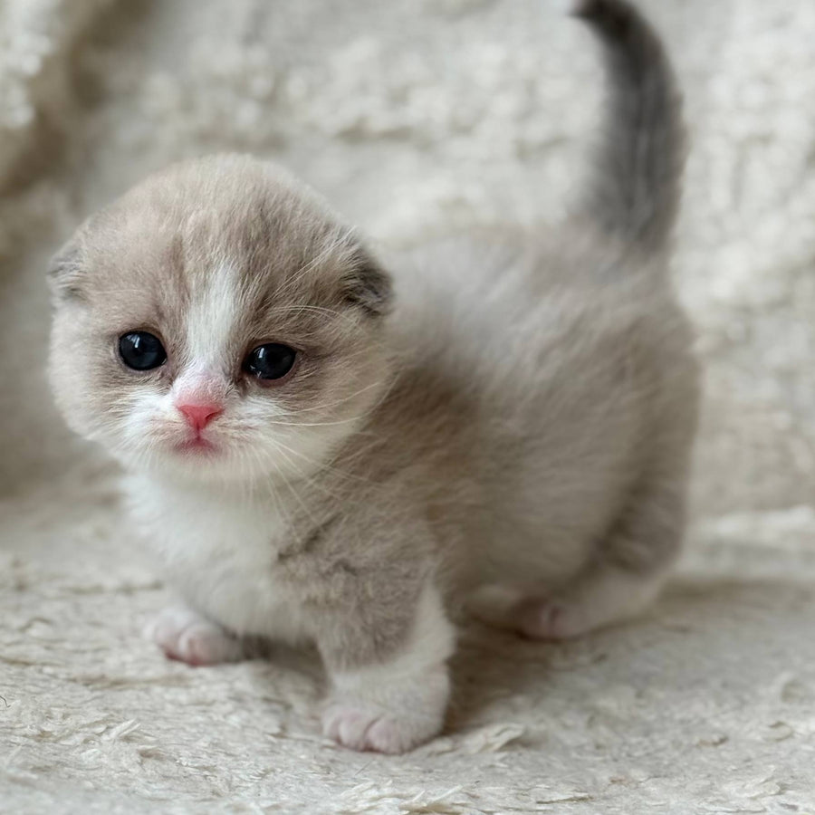 Maurice Munchkin male, lilac bicolour pointed