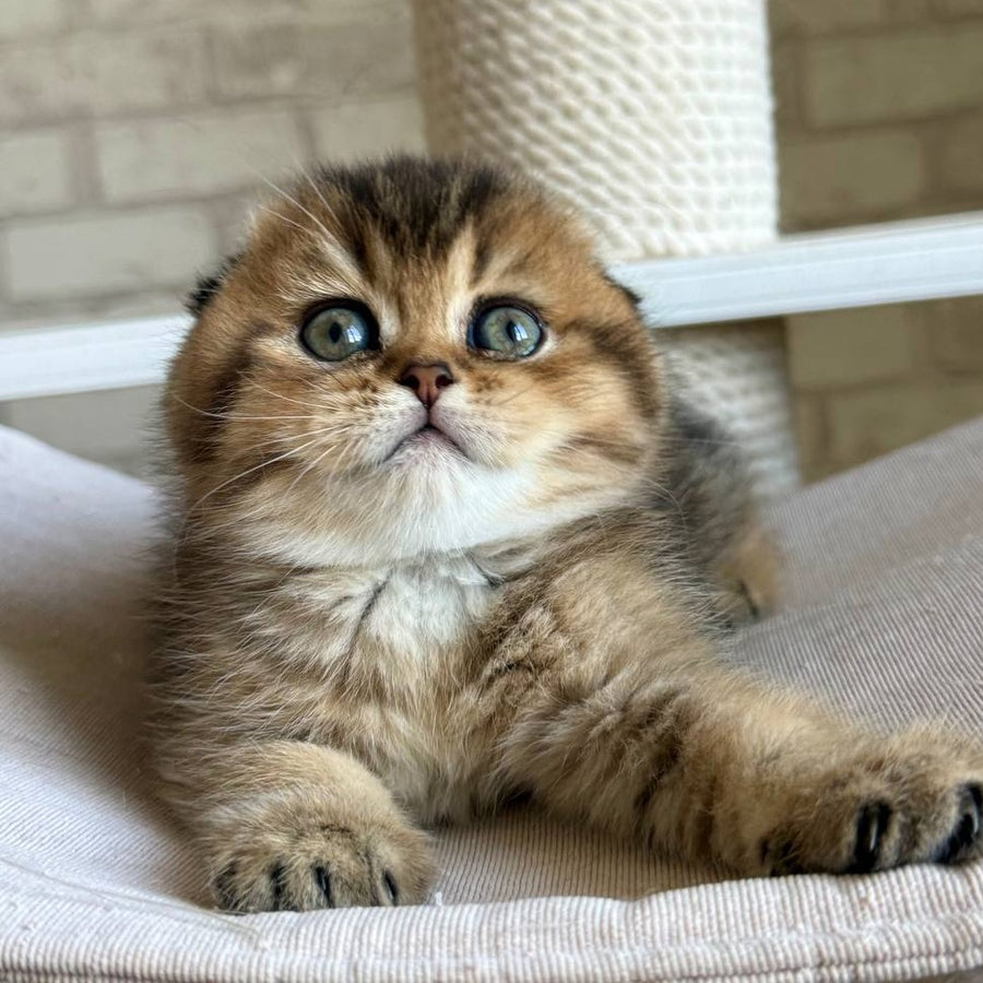 Fiona Scottish Fold female, black golden ticked tabby