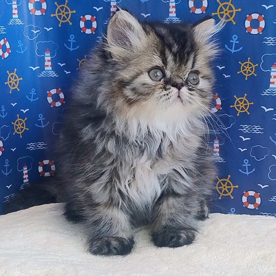 Bless Persian female, black tortie