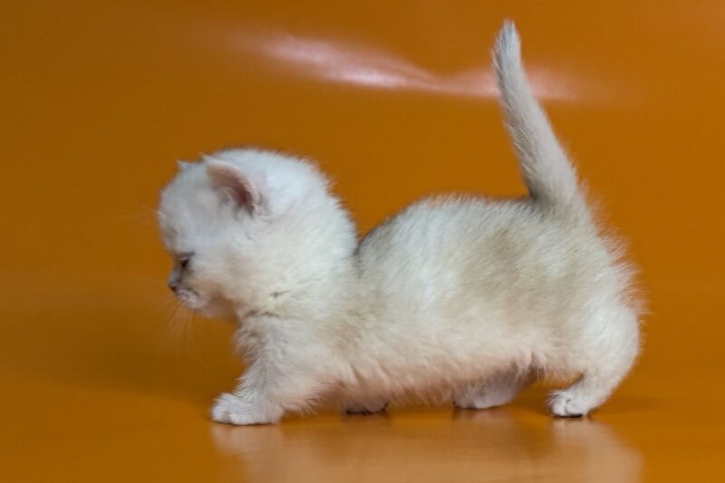 Zynar Munchkin male black silver shaded - live animals