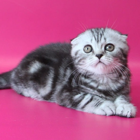 Sienna Scottish Fold female, black silver tabby
