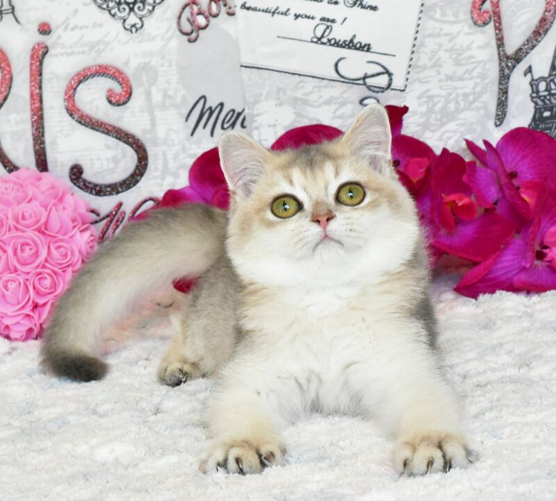 Sultan British Shorthair male, blue golden shaded