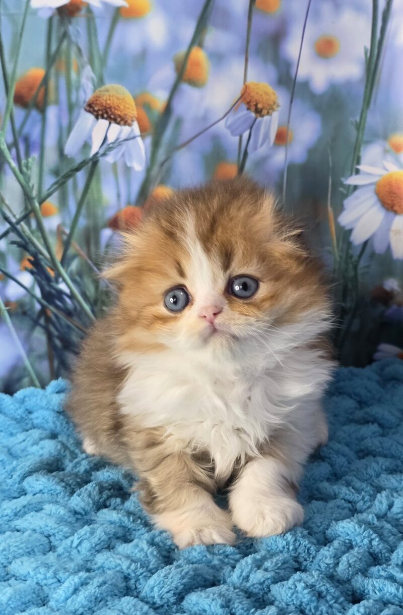 Izium Scottish Fold male chocolate golden shaded bicolour - live animals