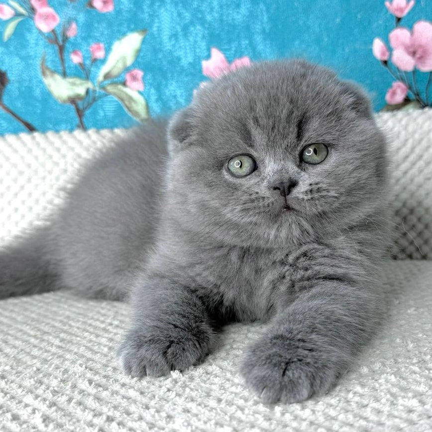 Kevin Scottish Fold male, blue