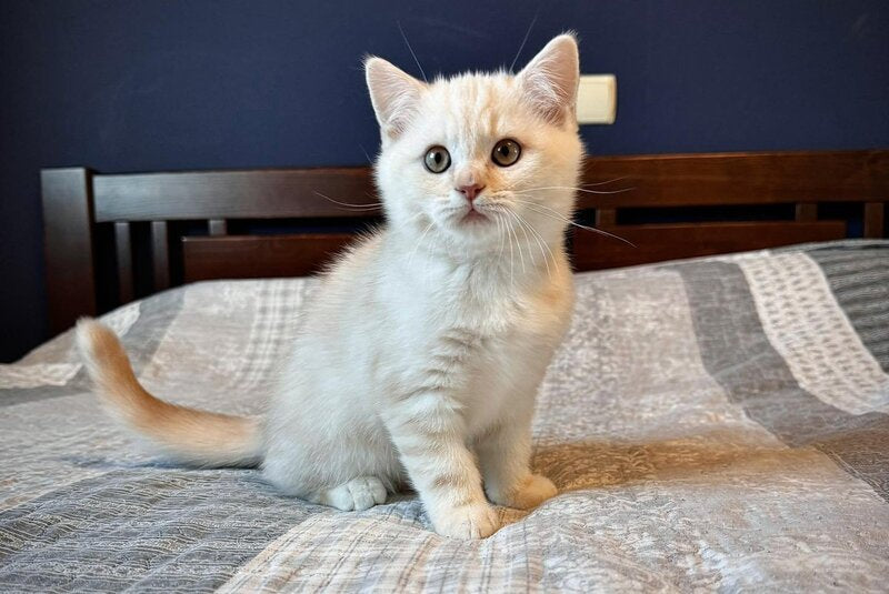 John Scottish Straight male, cream silver tabby