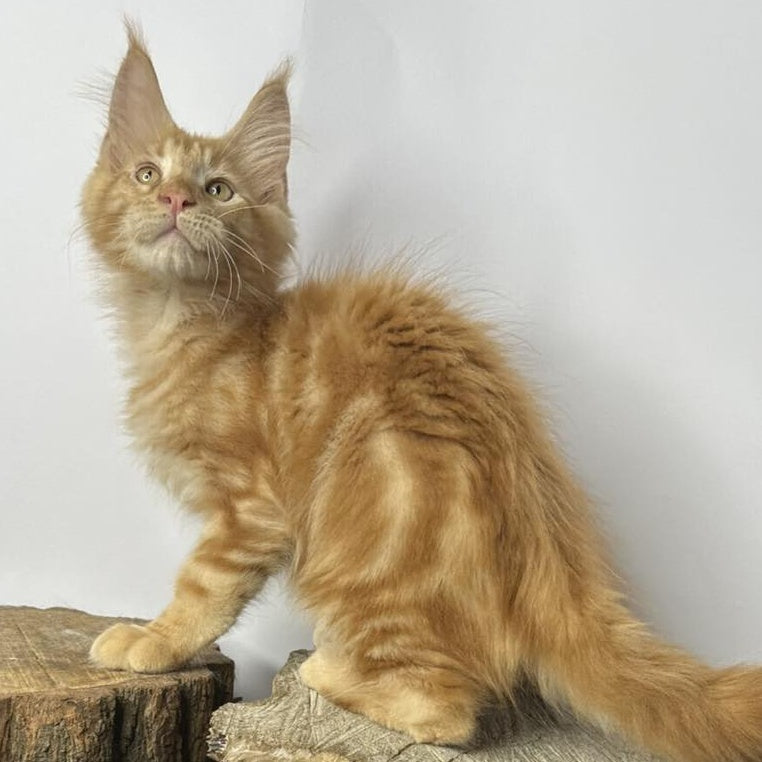 Kunzhut Maine Coon male, red tabby
