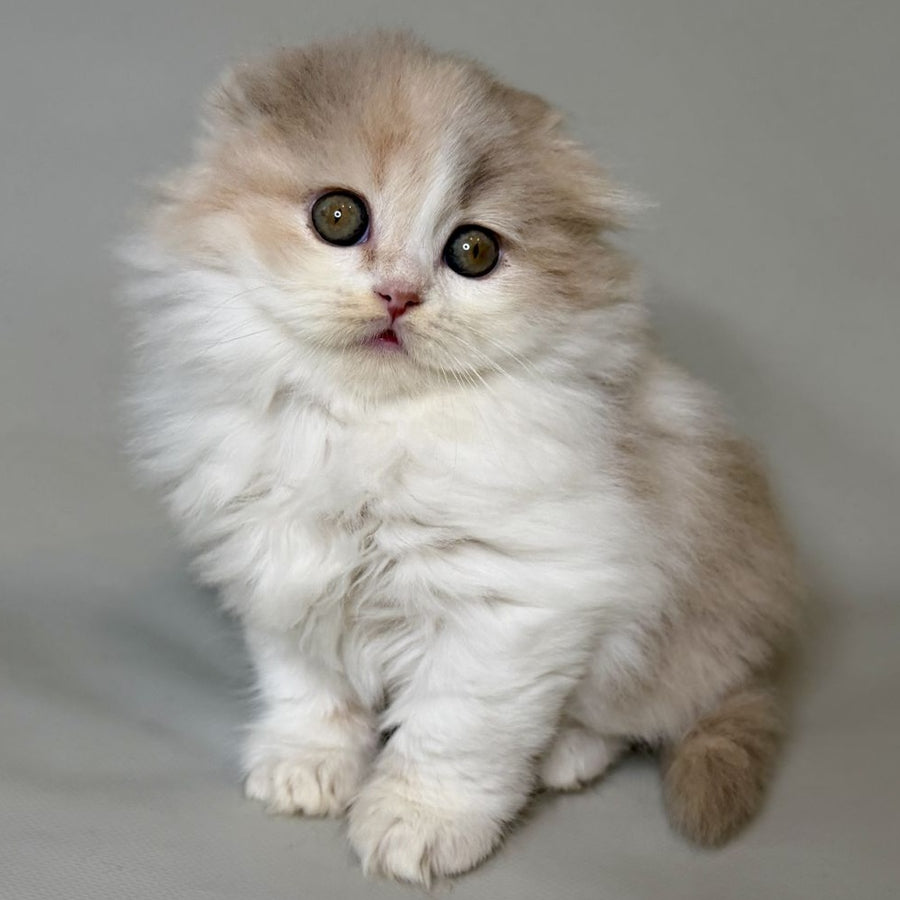 Aurelia Scottish Fold female, fawn tortie bicolour
