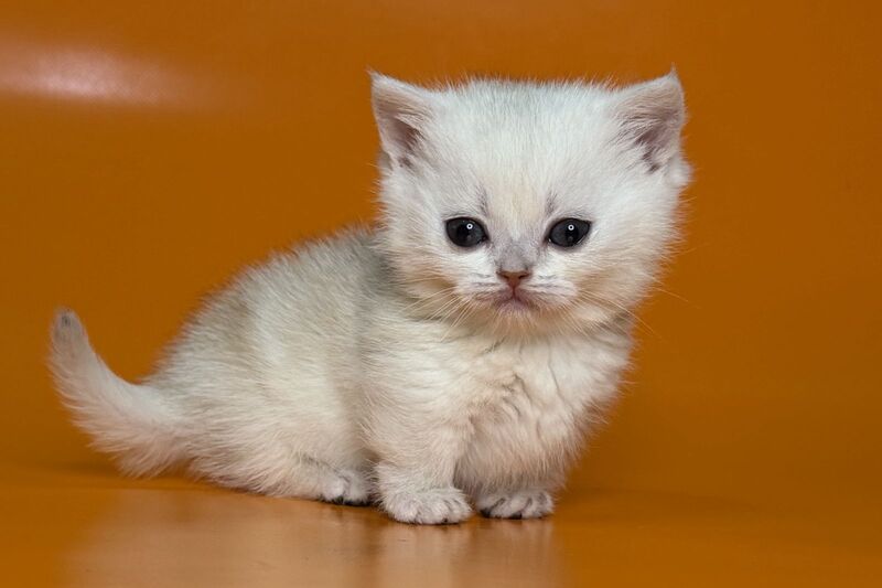 Zynar Munchkin male black silver shaded - live animals