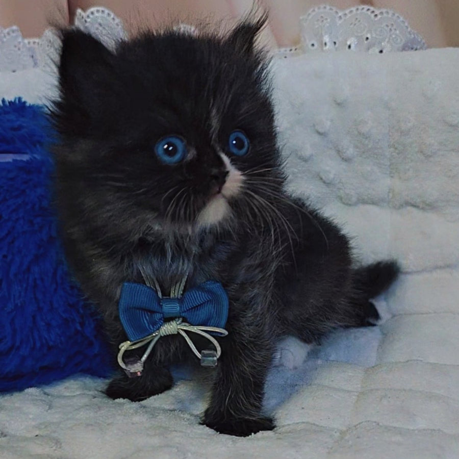 Vision Scottish Straight male, black with white