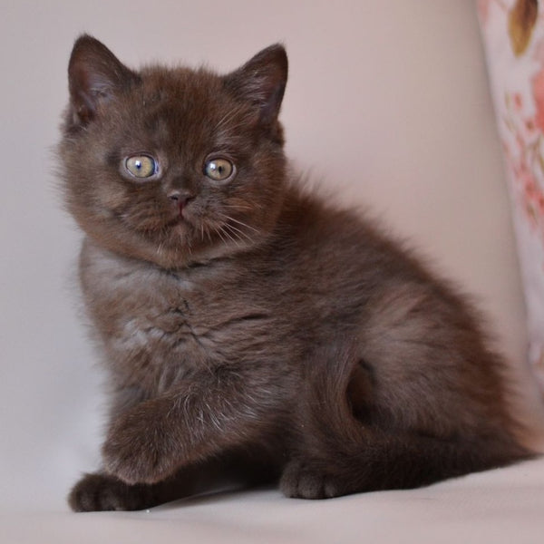 Milan British Shorthair male, chocolate