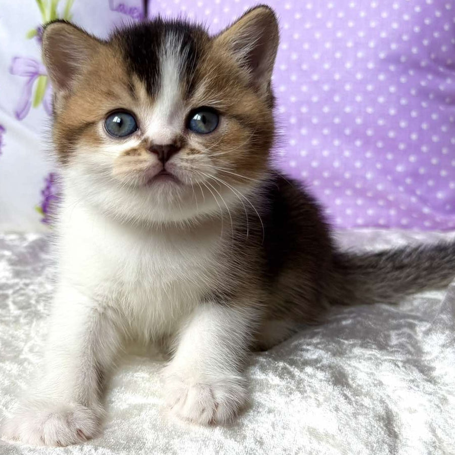 Elio British Shorthair male, black golden ticked tabby bicolour