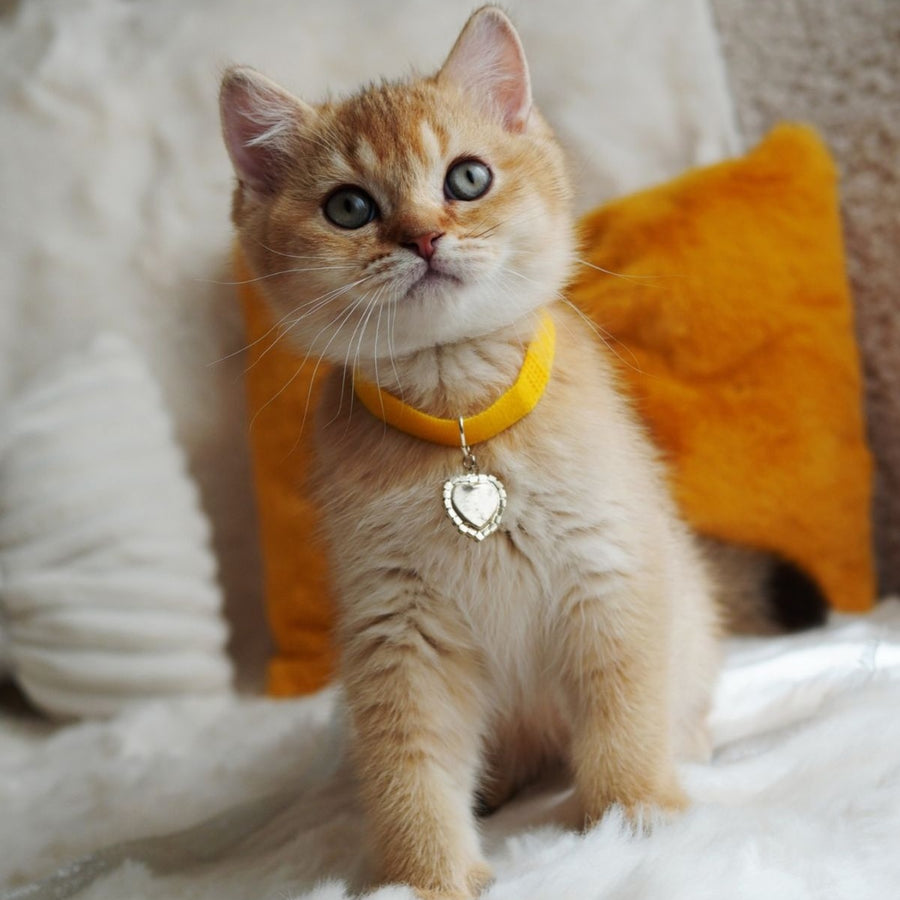 Vincent British Shorthair male, chocolate golden shaded