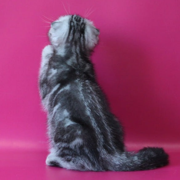 Salvador Scottish Fold male, black silver tabby
