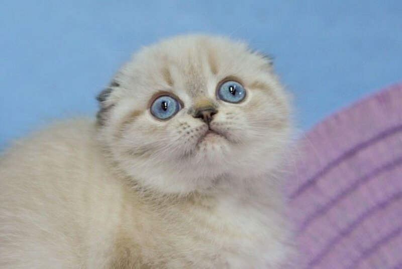 Ivan Scottish Fold male, black tabby pointed