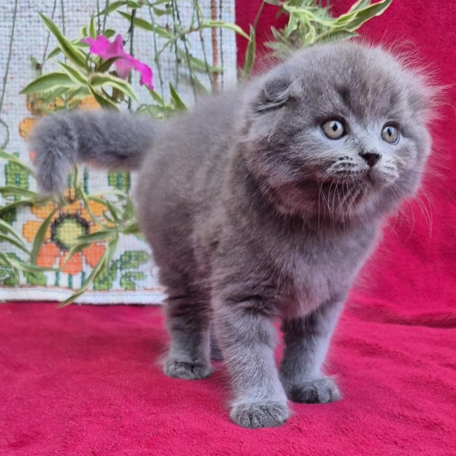 Max Scottish Fold male, blue