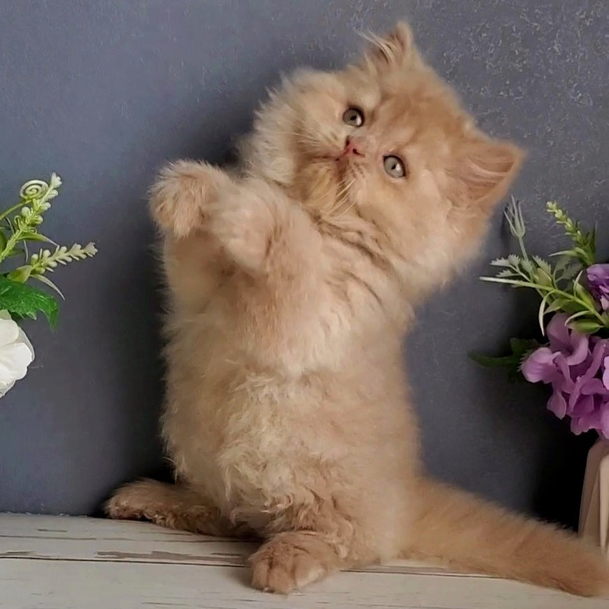 Felix British Longhair male, fawn