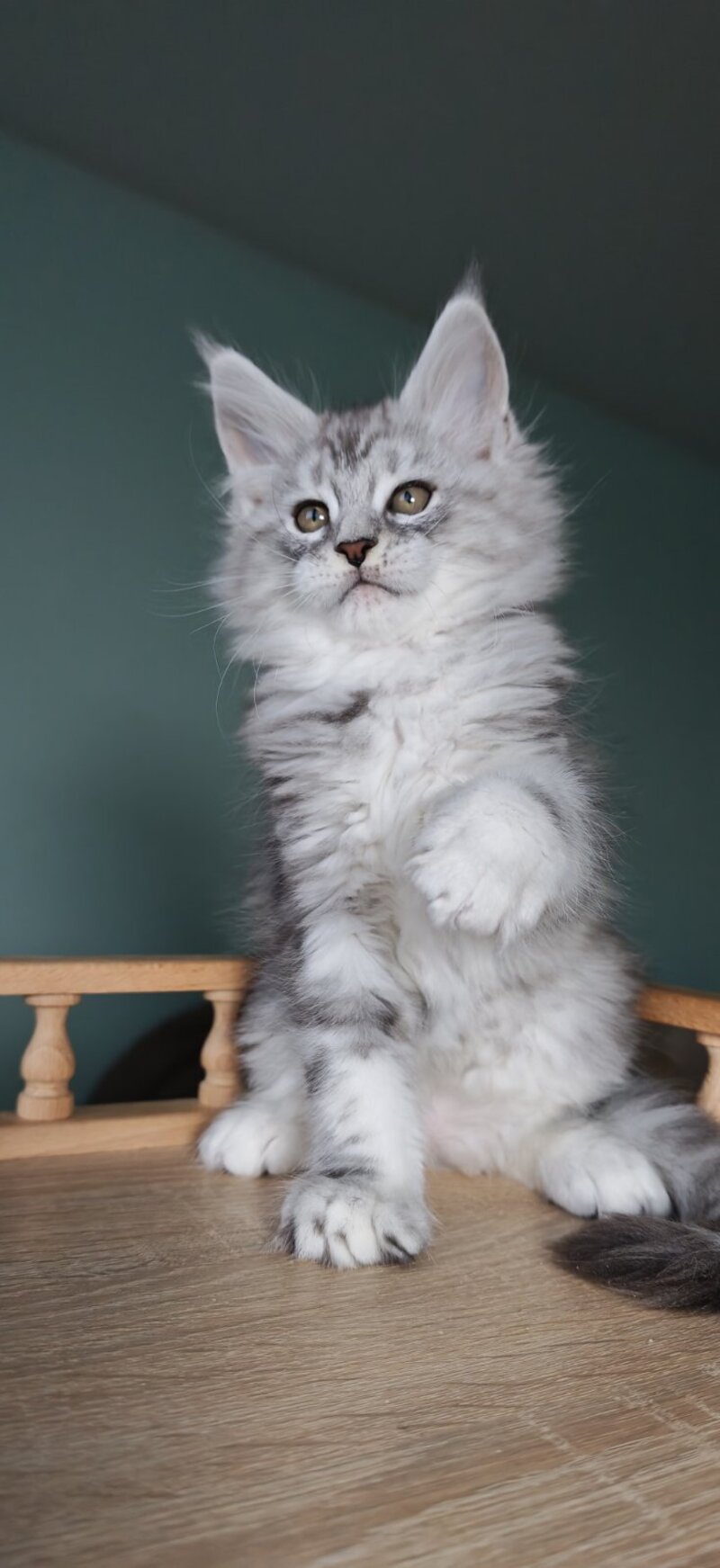 Gelios Maine Coon male, blue silver tabby