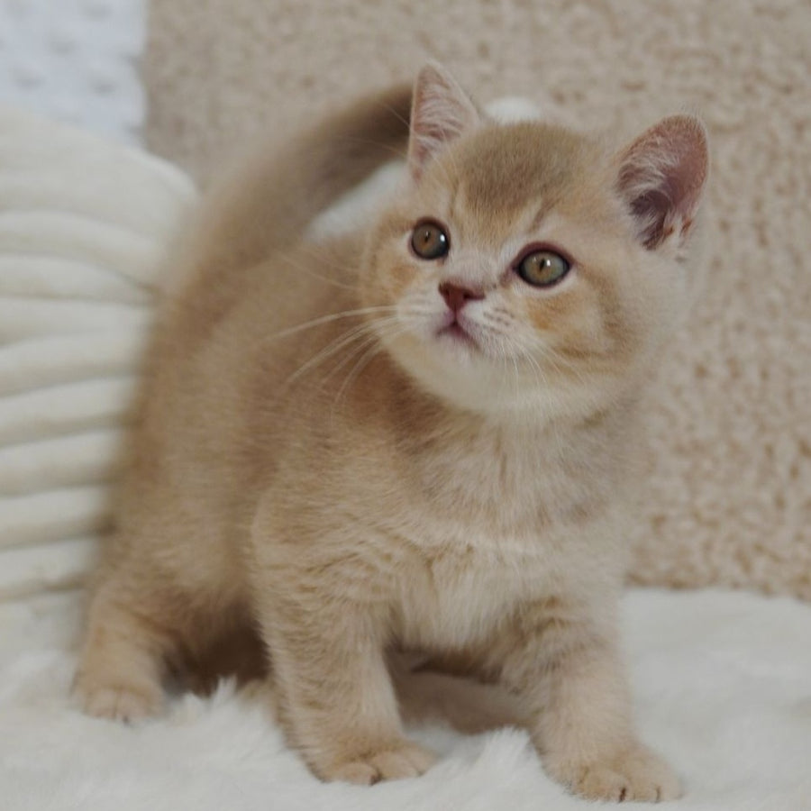 Winston British Shorthair male, fawn ticked tabby