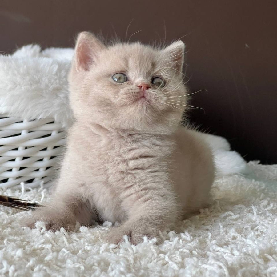Pamela British Shorthair female, fawn