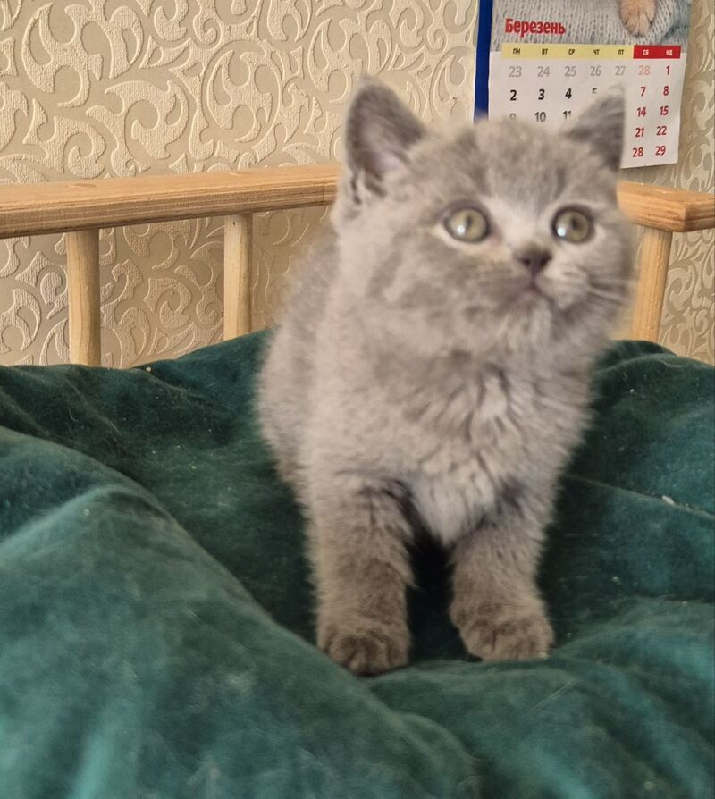 Kira Scottish Straight female blue - live animals