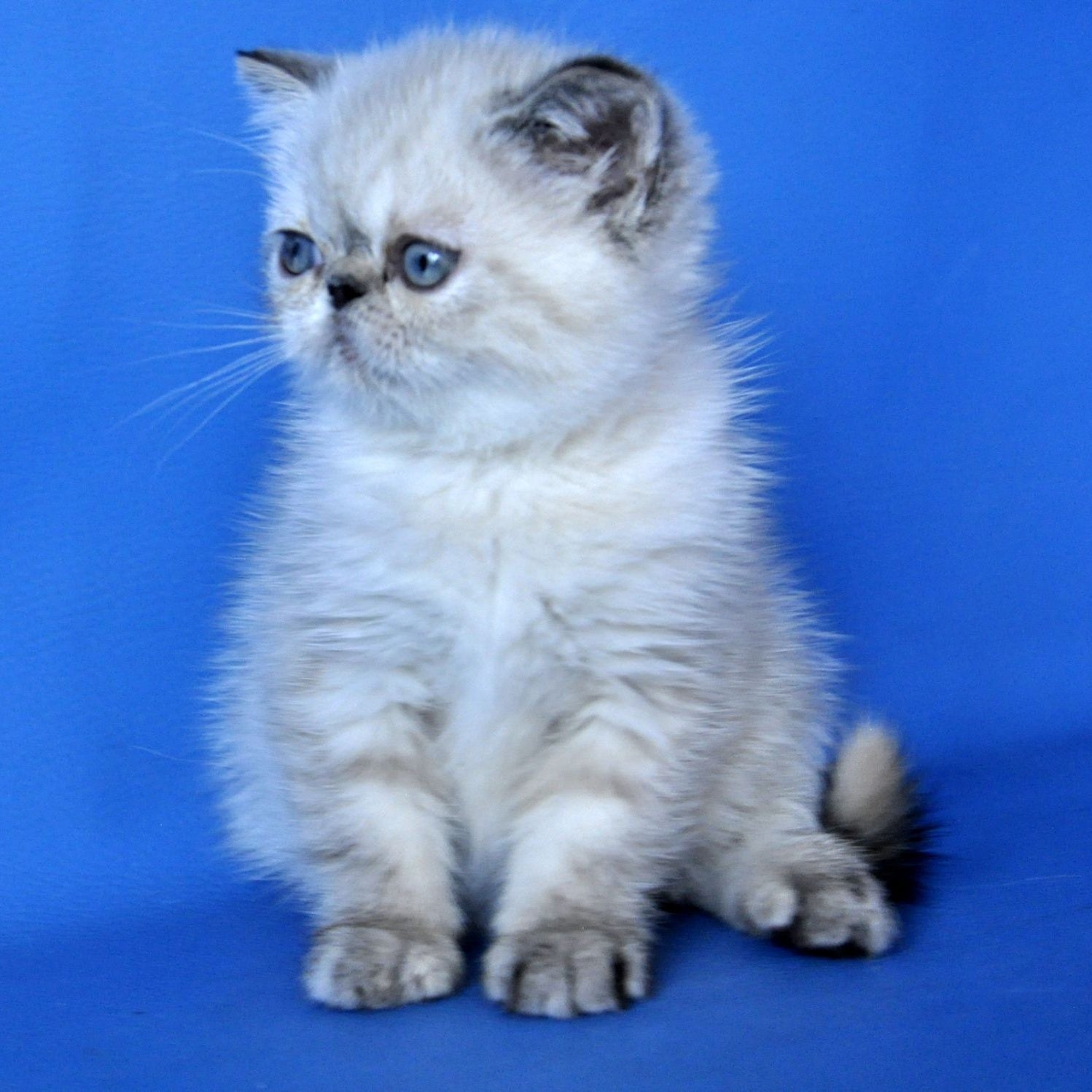 Polly Exotic female, blue tortie pointed