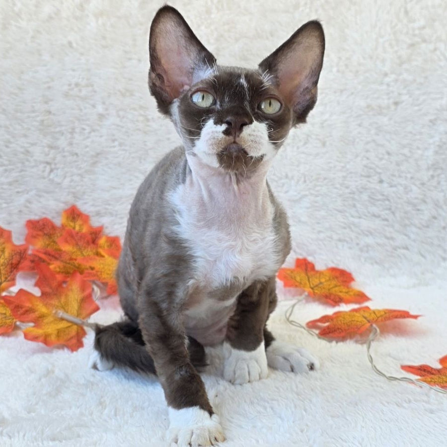 Eclair Devon Rex male, chocolate bicolour
