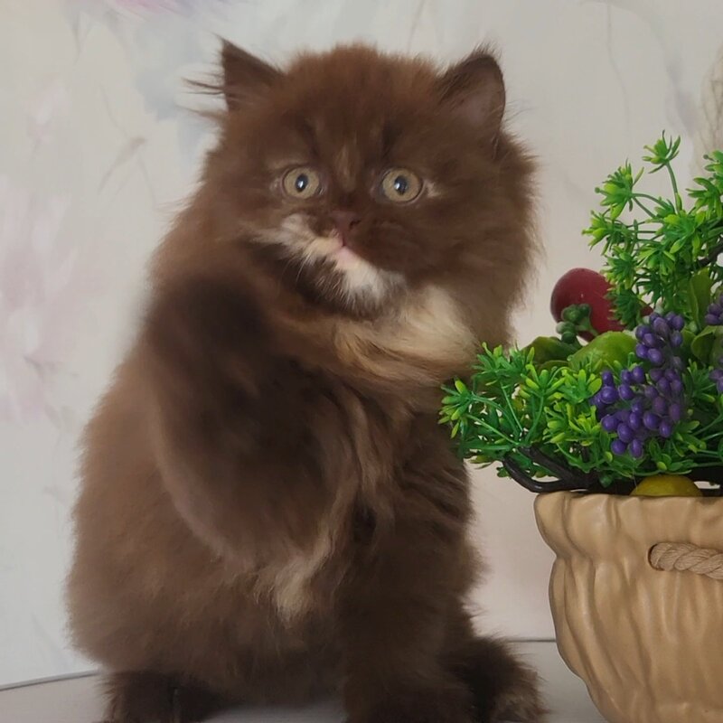 Alisiya British Longhair female chocolate tortie - live animals