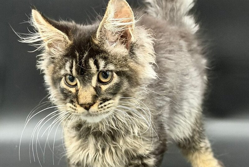 Wella Maine Coon female, black ticked tabby